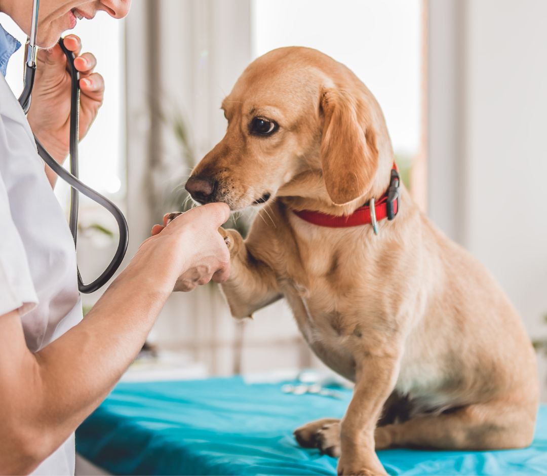 veterinarian examinig dog