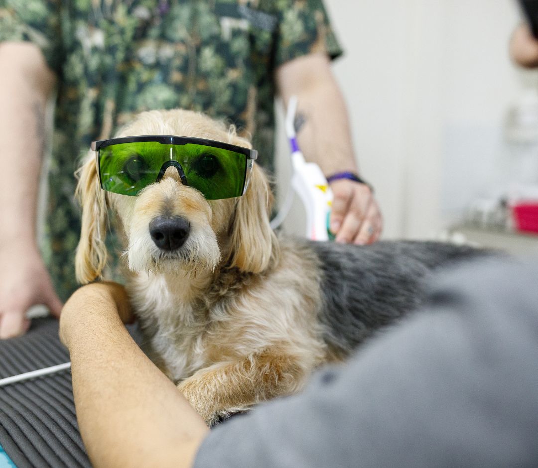a dog wearing goggles and a person wearing a green shirt
