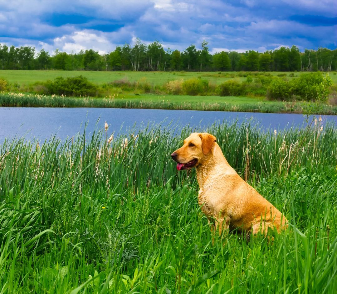 dog near lake