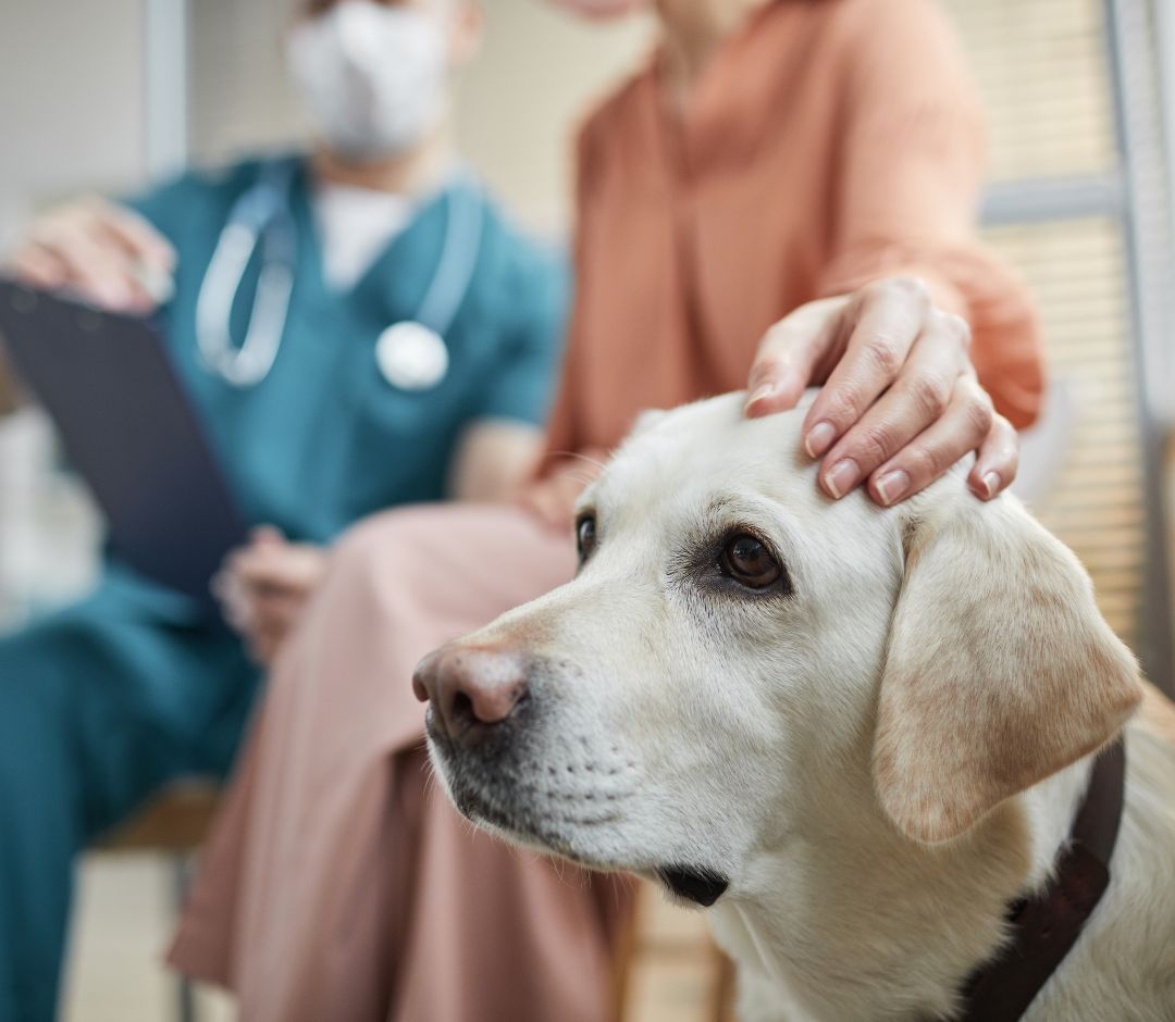 a dog with a person's hand on it