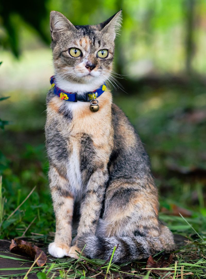 cat sitting on the ground