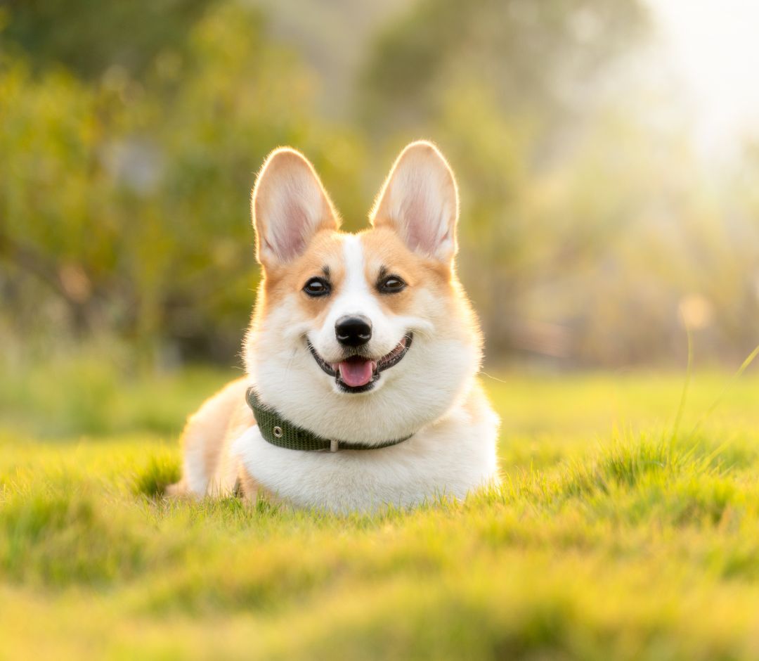 a dog lying in grass