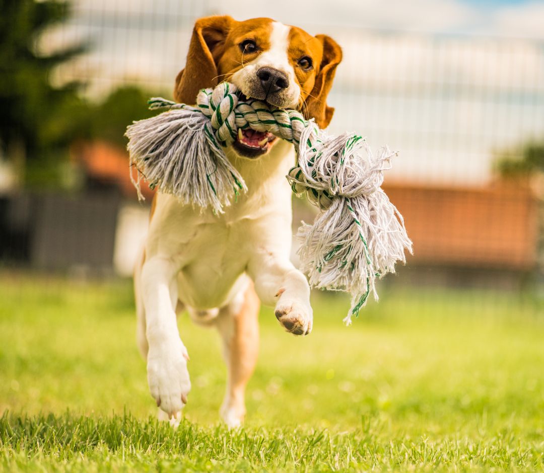 a dog running with a toy in its mouth