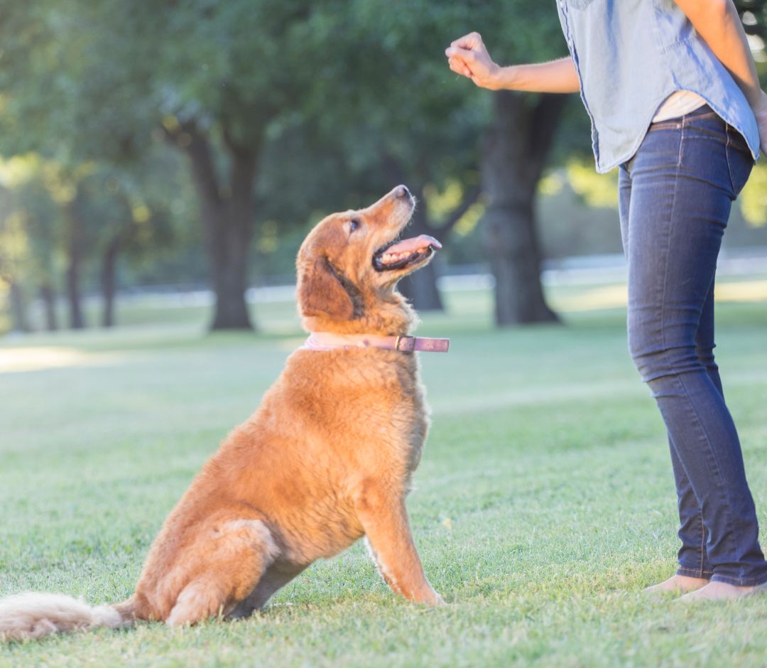 a dog sitting on grass with a person in the background