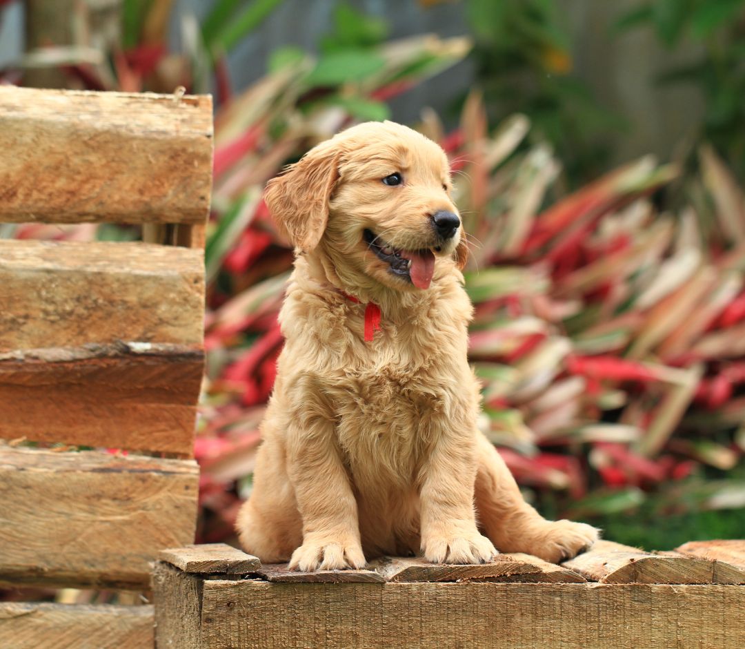 a dog sitting on a wood surface