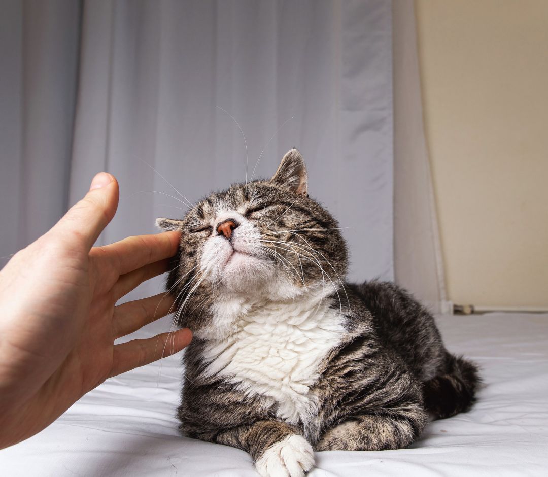 a hand petting a cat