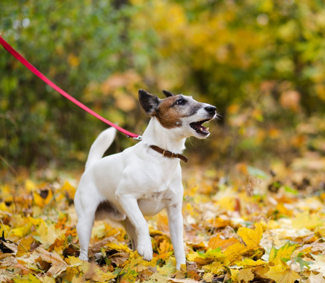 a dog on a leash