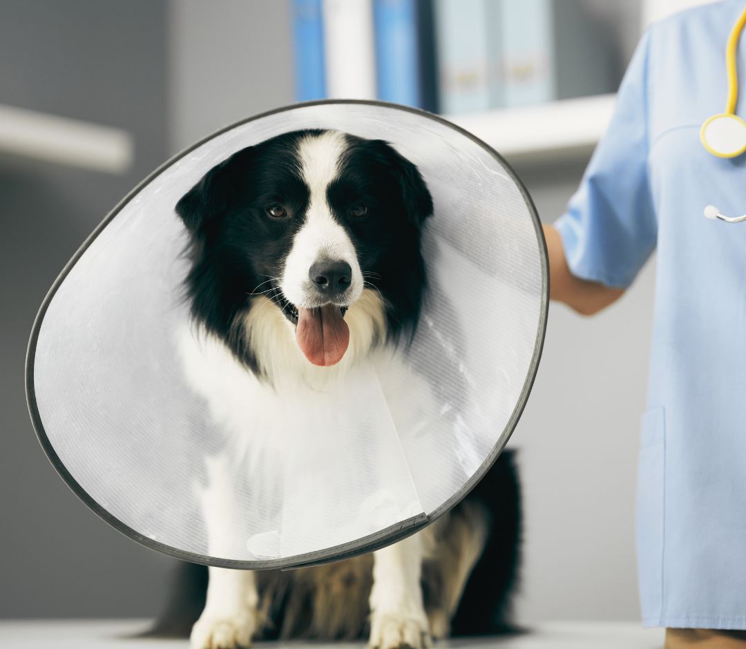 a dog wearing a cone