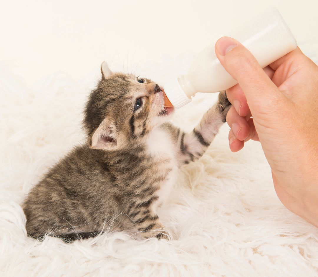 kitten taking milk