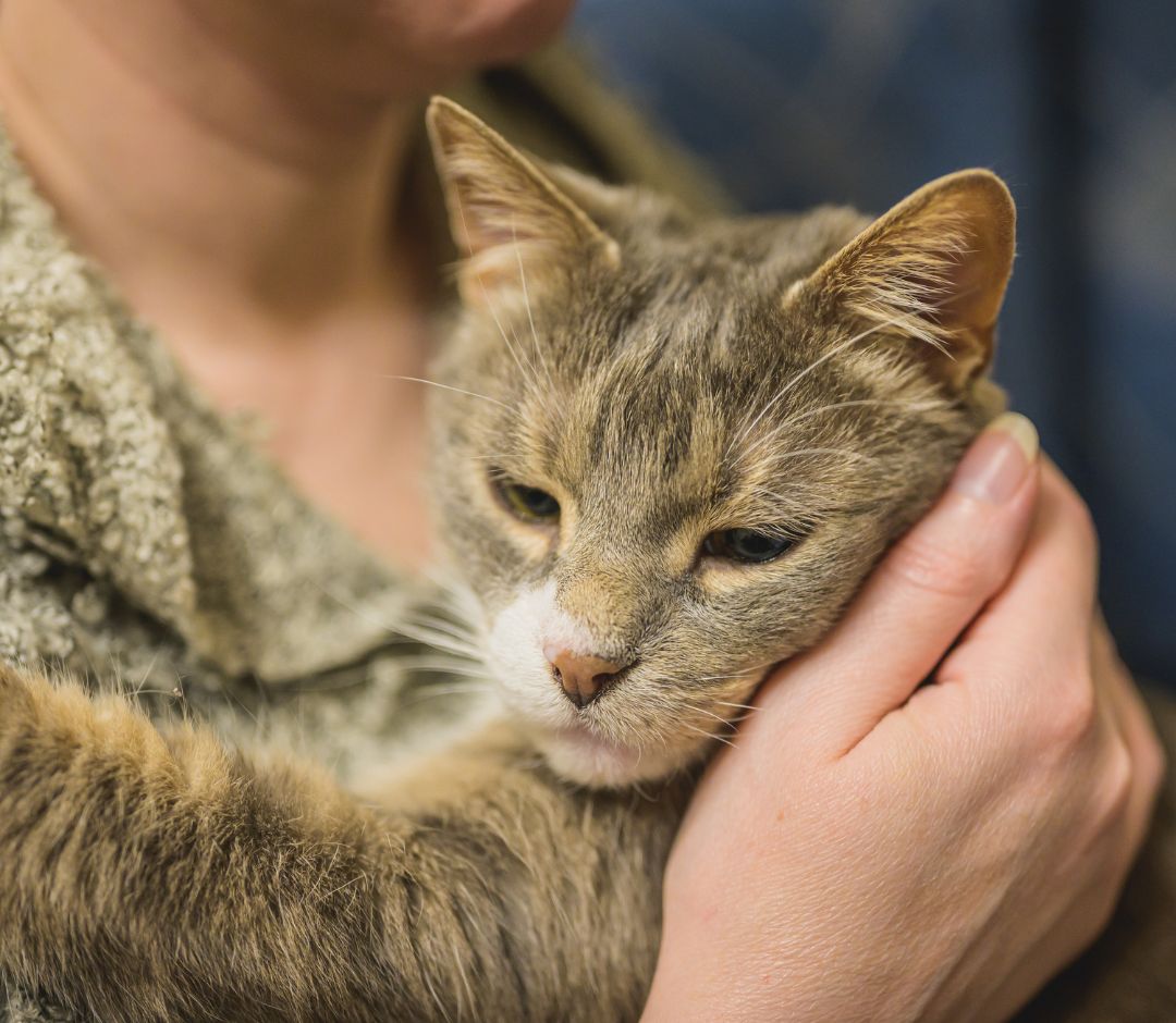 a woman holding her cat