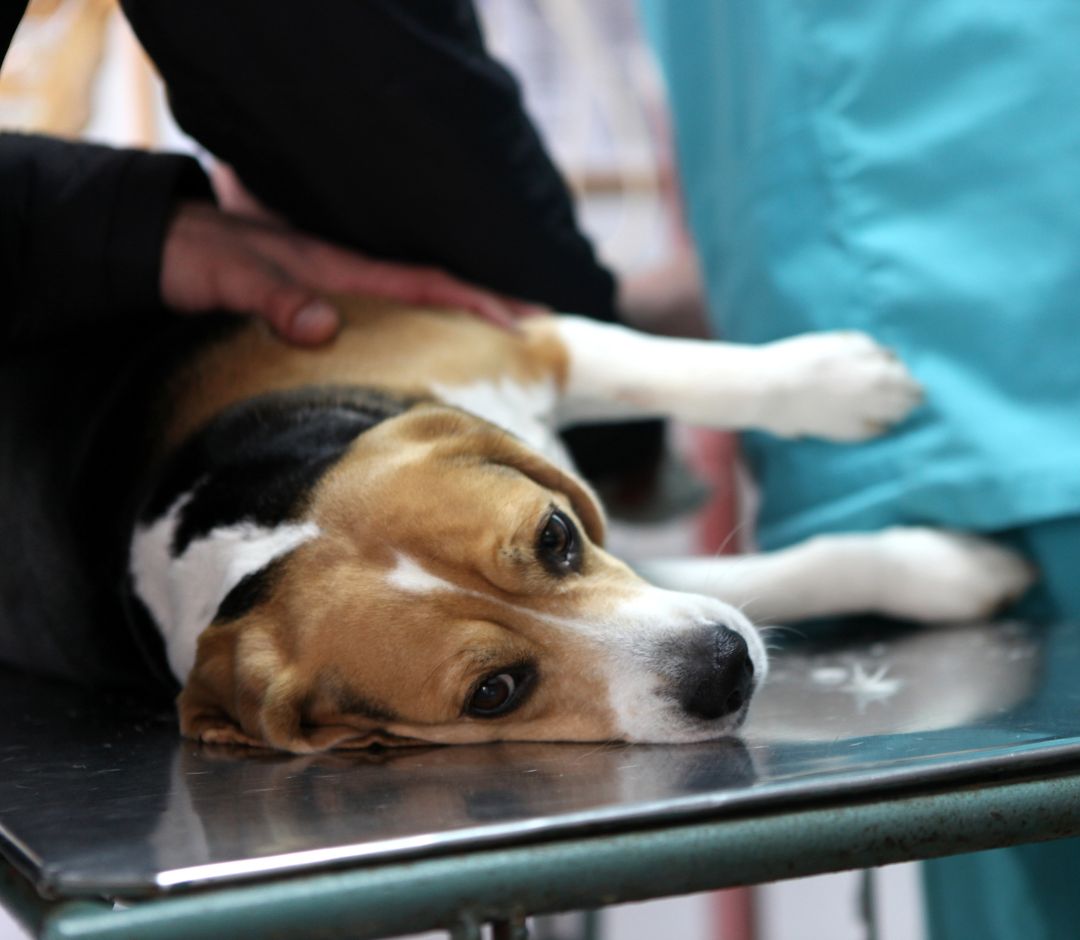 a dog lying on a table