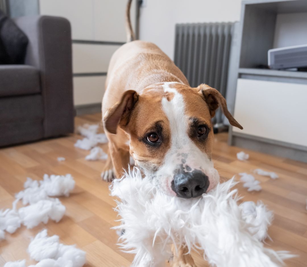 dog tearing up cushions