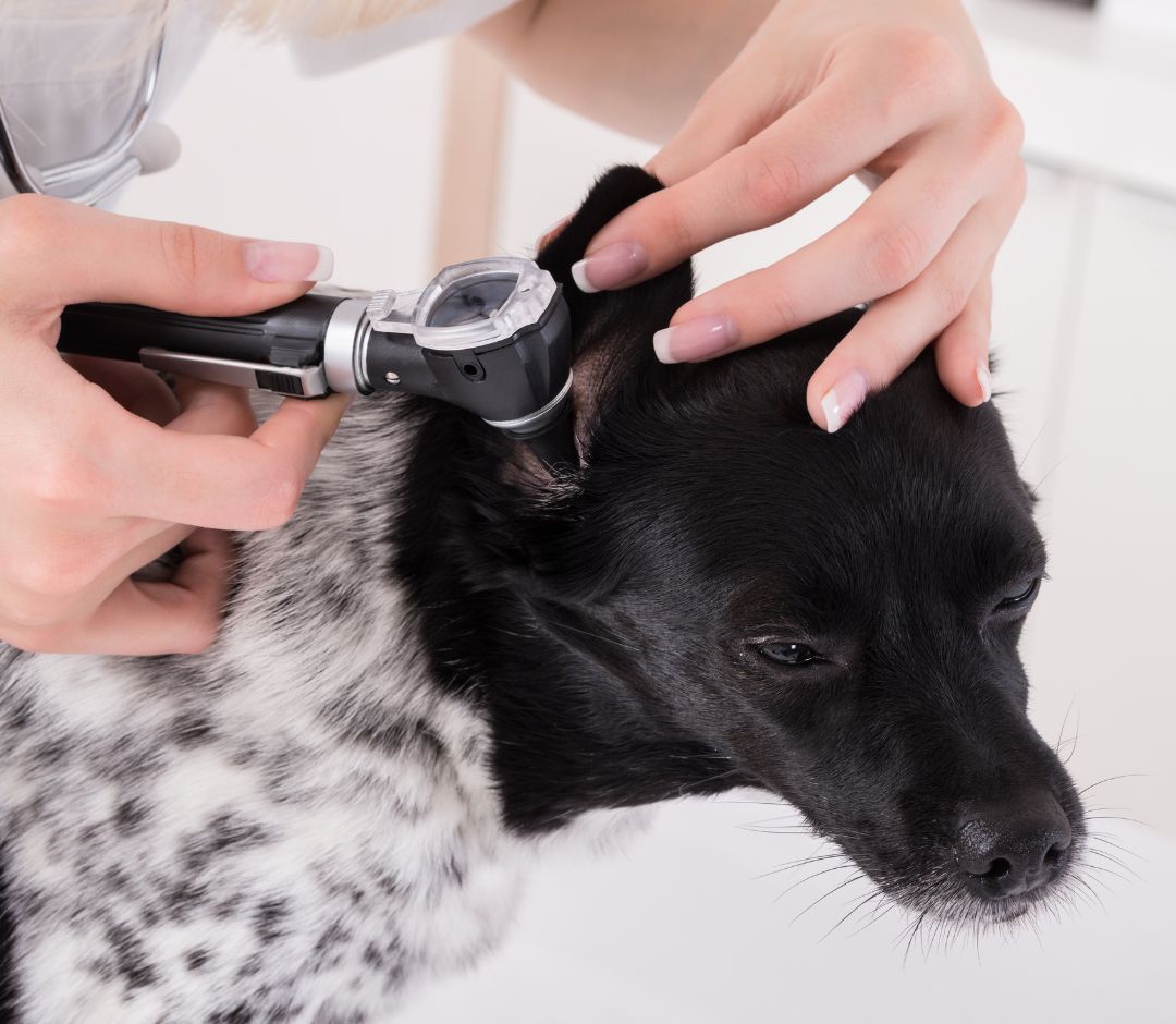 a person using an otoscope to check the ear of a dog