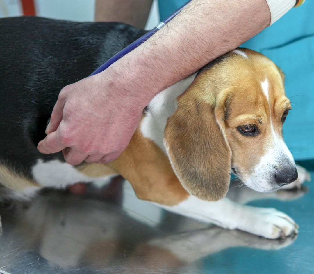 dog being examined by a vet