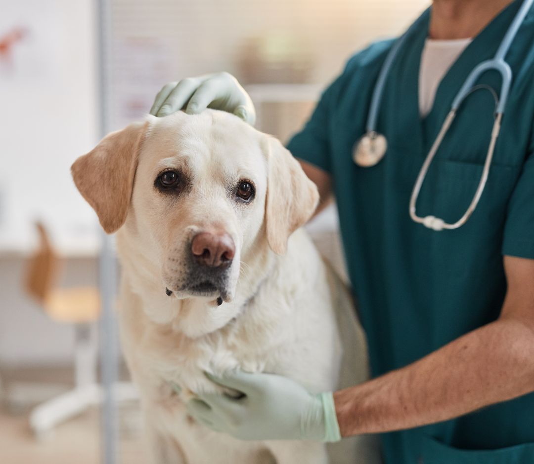 a person with a stethoscope and gloves holding a dog