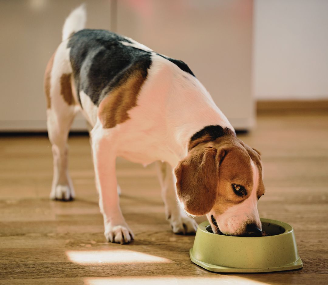 a dog eating from a bowl