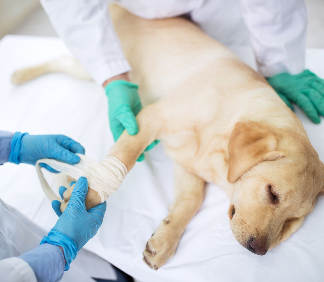 a dog lying on a bed with a bandaged paw