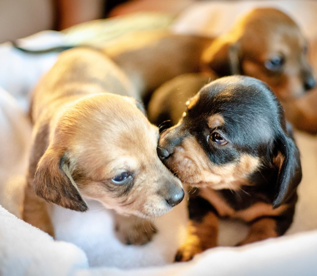 a group of puppies on a blanket