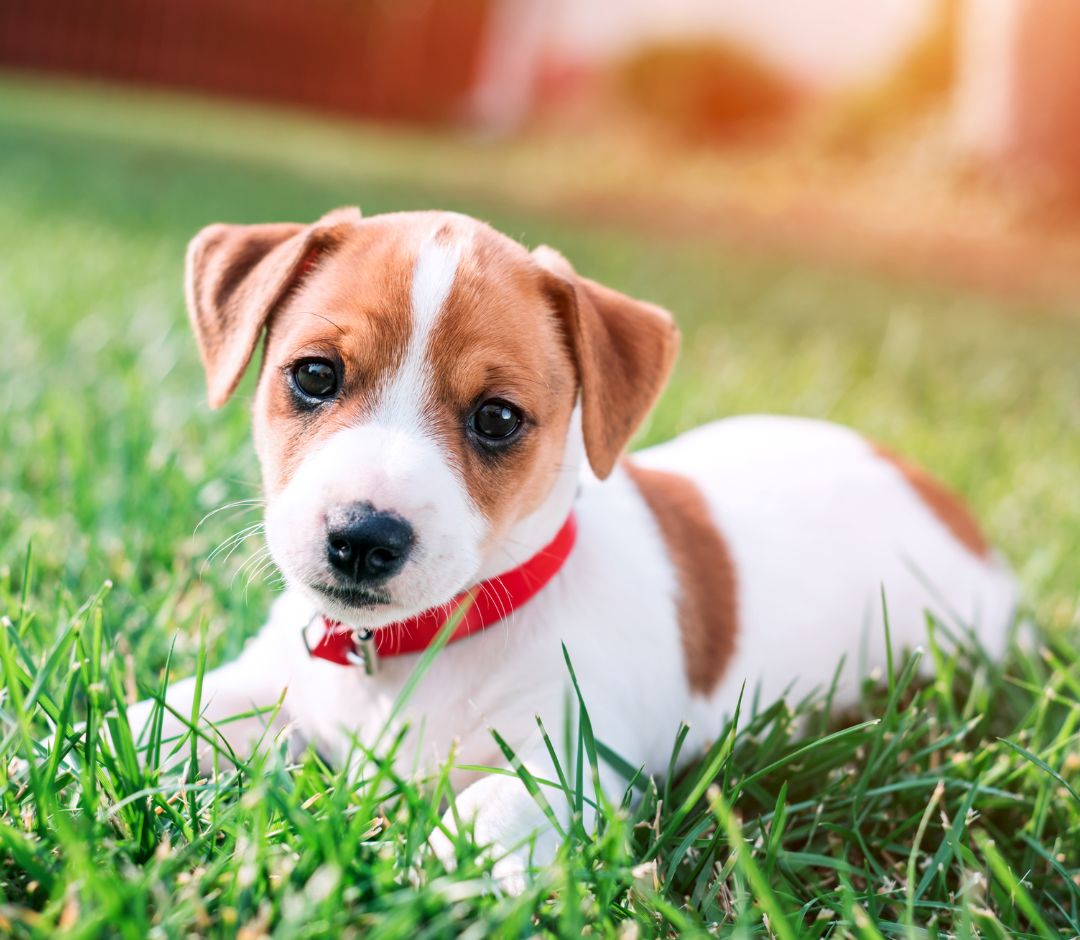 a cute puppy sitting in the grass