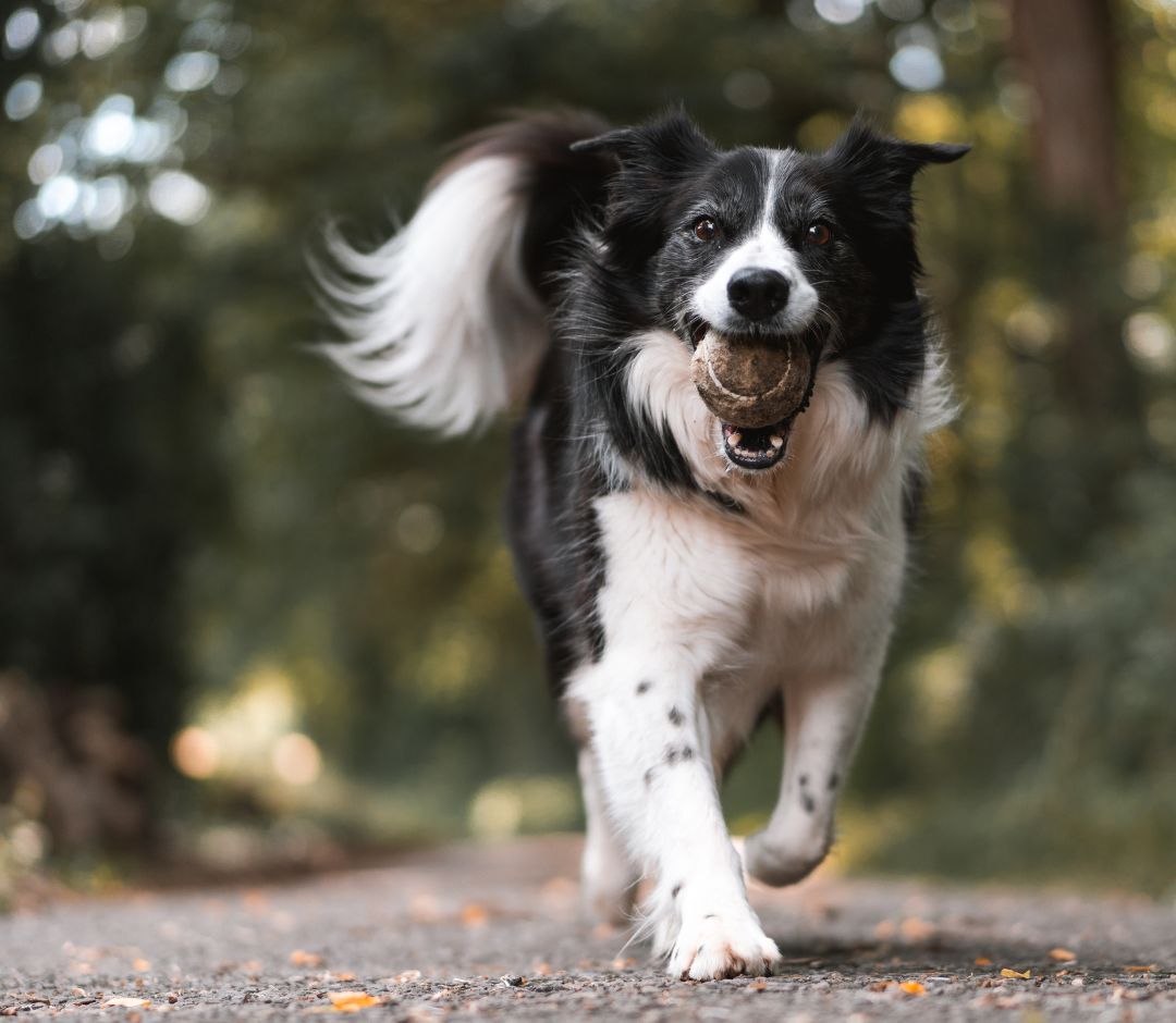 a dog running with a ball in its mouth