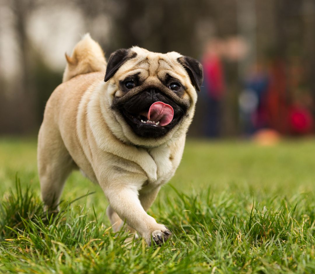 a dog running in the grass