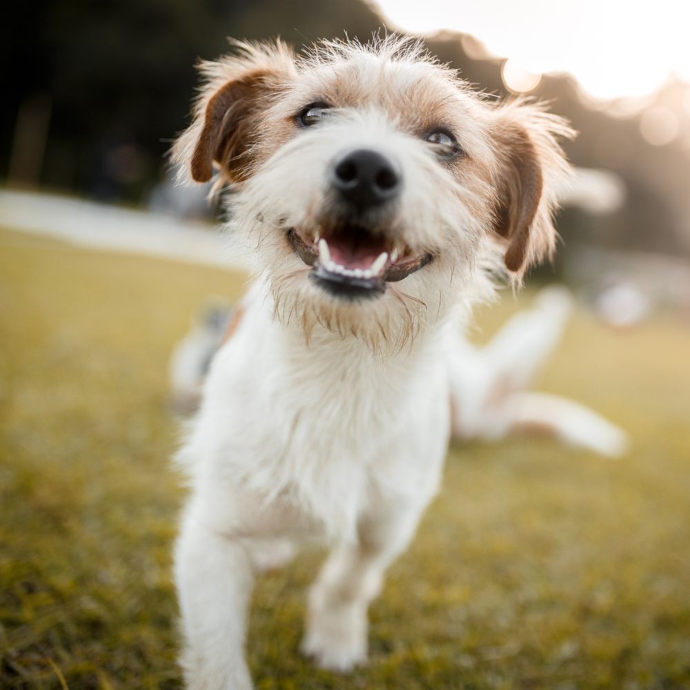 dog smiling