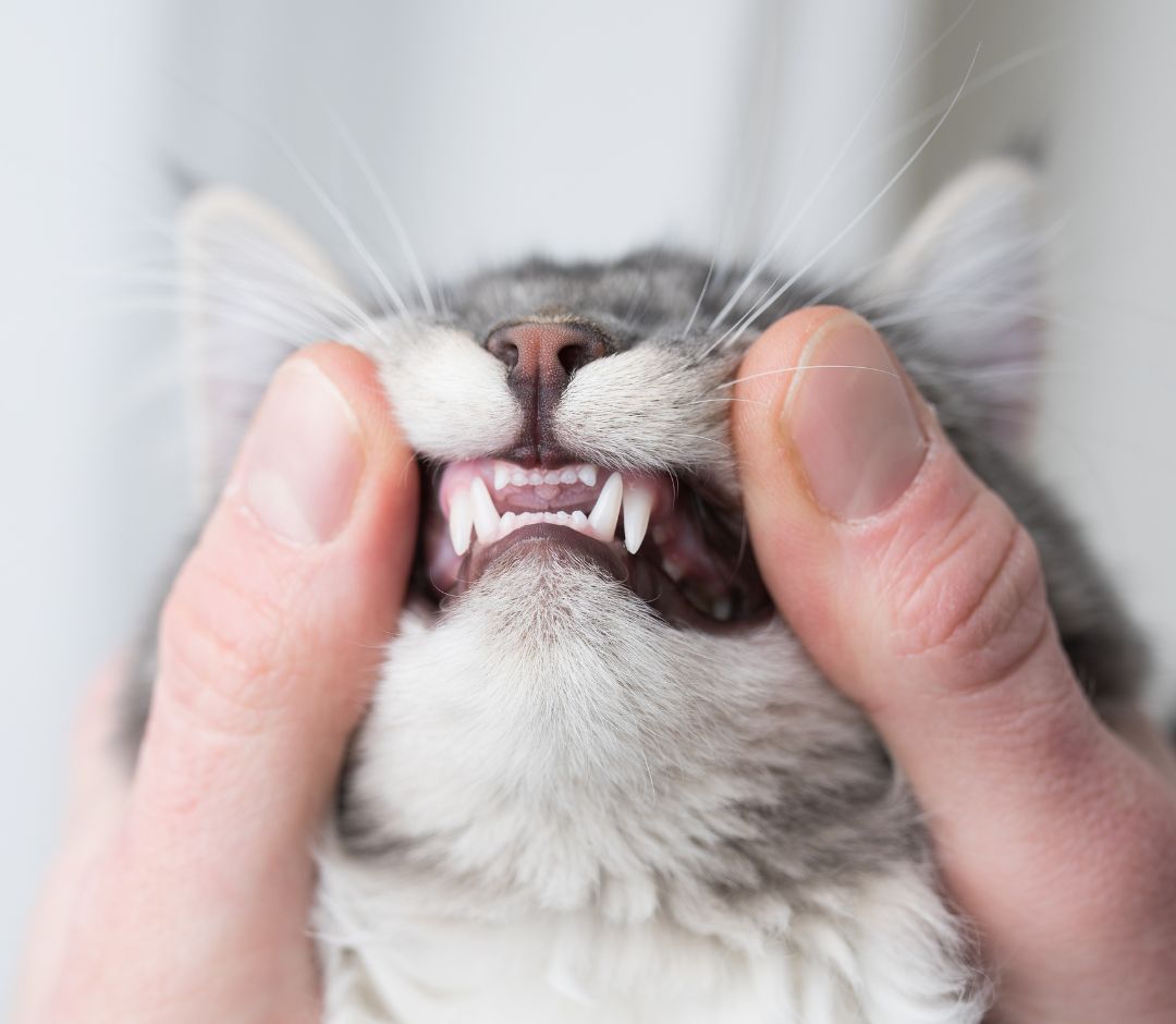 looking at cats teeth