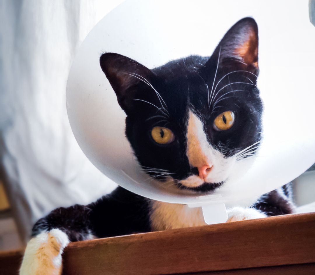 cat wearing surgery cone