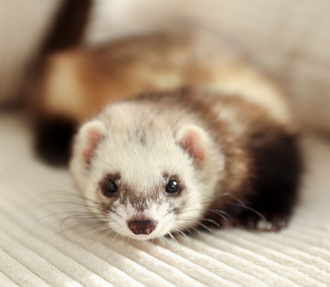 A curious cream-and-brown ferret peers at the camera from a soft bed