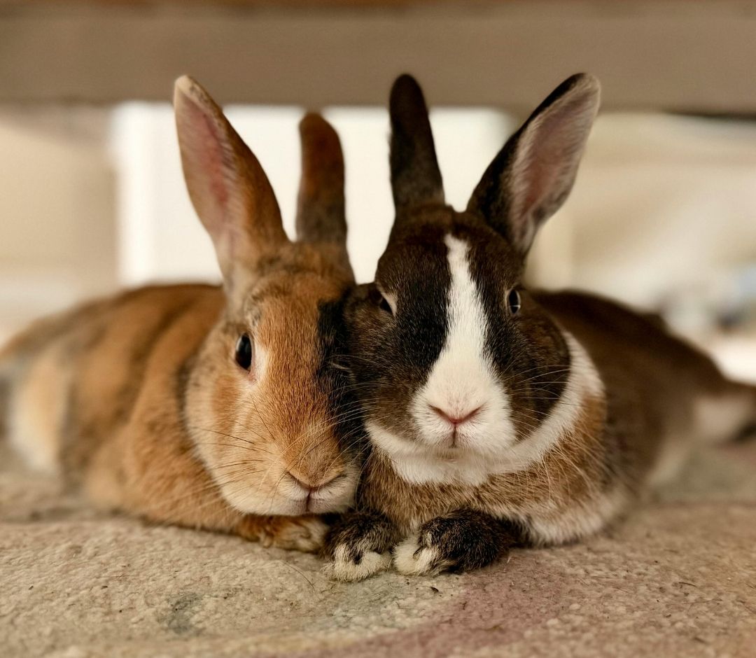 Two rabbit rest side by side on a textured floor